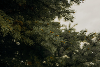 Green Pine Tree Leaves Green Pine Tree Leaves