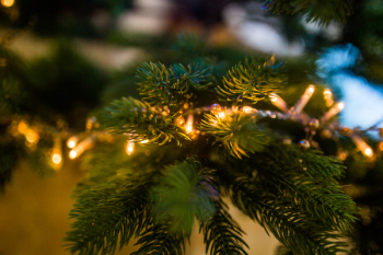 Green Pine Tree Leaves Green Pine Tree Leaves