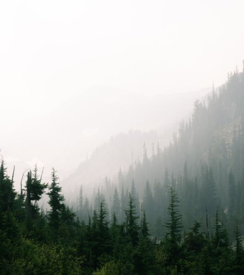 green pine trees covered with fog green pine trees covered with fog