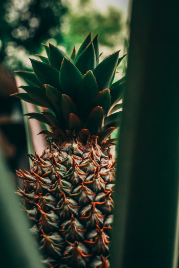 Green Pineapple Fruit Green Pineapple Fruit