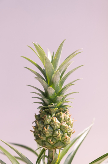 Green Pineapple Fruit Green Pineapple Fruit