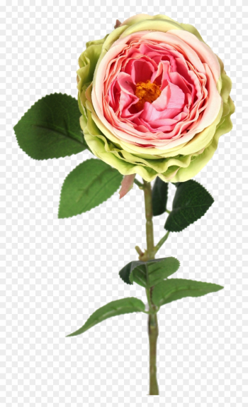 Green Pink Garden Rose - Rose Green Pink Garden Rose - Rose