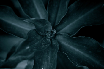Green Plant Green Plant