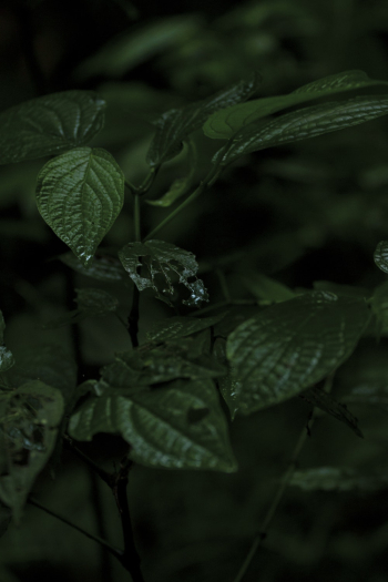 Green Plant Green Plant