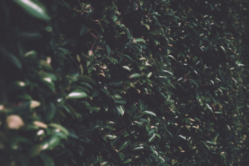 Green Plant Green Plant