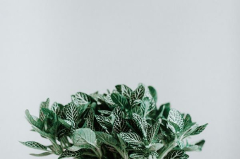 green plant green plant
