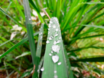 Green Plant Green Plant