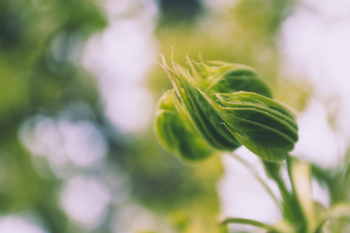Green Plant Green Plant