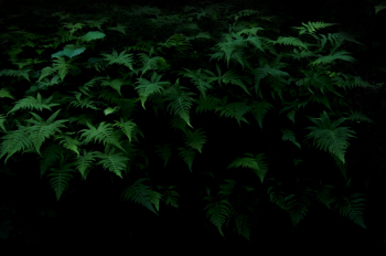 Green Plant Green Plant