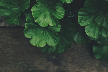 Green Plant Green Plant