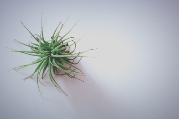 Green Plant Green Plant