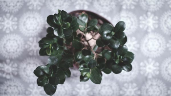 green plant green plant