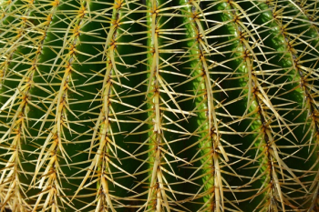 Green Plant Green Plant