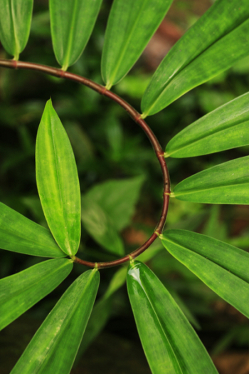 Green Plant Green Plant