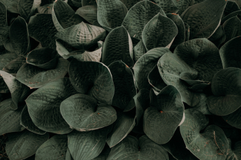 Green Plant Green Plant