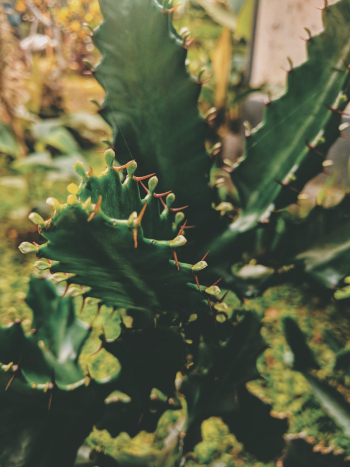 Green Plant Green Plant