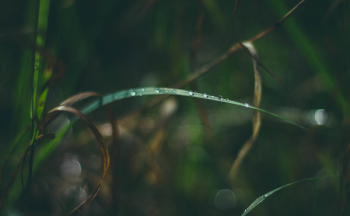Green Plant Green Plant
