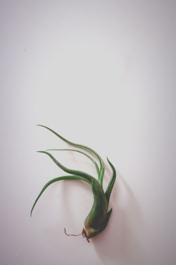 Green Plant Green Plant