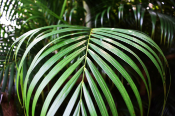 Green Plant Green Plant
