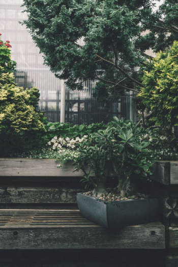 Green Plant Green Plant