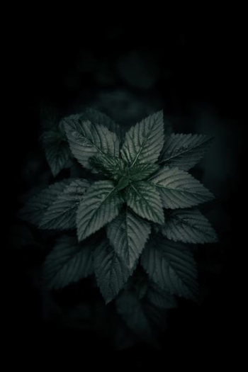 green plant green plant