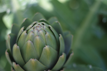 Green Plant Green Plant