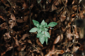 green plant green plant