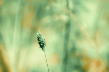 Green Plant Green Plant