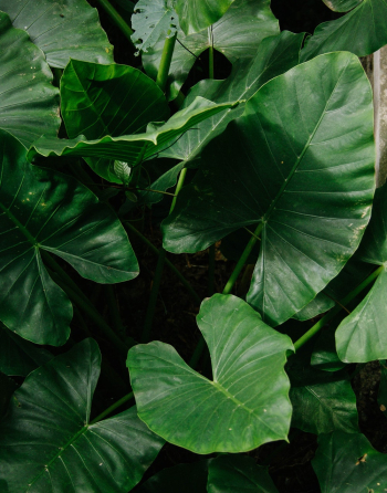 Green Plant Green Plant