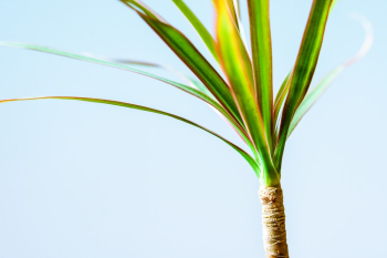 Green Plant Green Plant