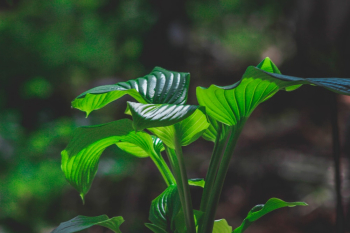Green Plant Green Plant
