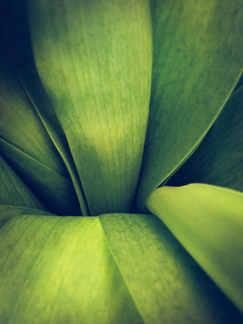 Green Plant Green Plant