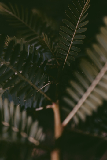 Green Plant Green Plant