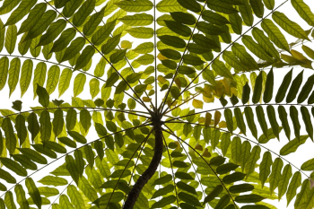 Green Plant Green Plant