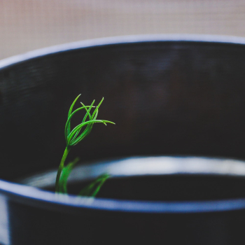 Green Plant Green Plant