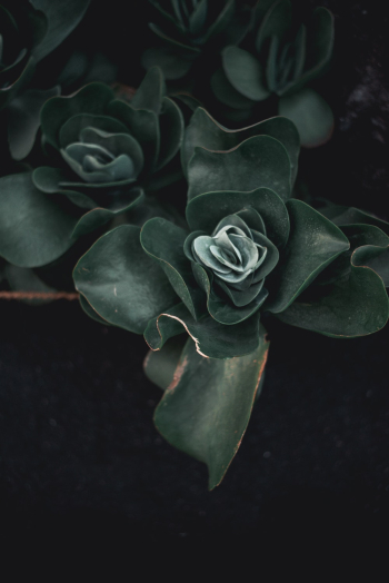 Green Plant Green Plant