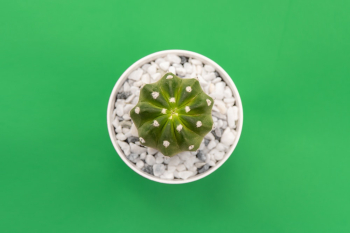 Green Plant Green Plant