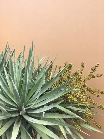 Green Plant Beside Wall Green Plant Beside Wall