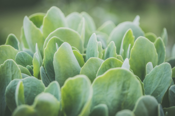 Green Plant Close-up Photo Green Plant Close-up Photo