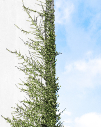 Green plant growing on wall Green plant growing on wall