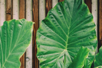 Green Plant Leaf Beside Brown Wooden Frame