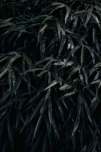 green plant leaves green plant leaves
