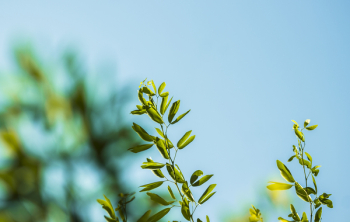 Green Plant Leaves and Blur Sky Green Plant Leaves and Blur Sky
