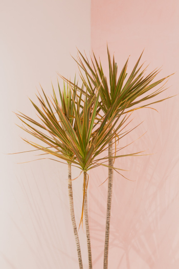 Green Plant on White Wall Green Plant on White Wall