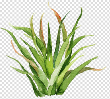 Green plant painting, Cactaceae Watercolor painting Wall decal Poster, Sen Department aesthetic aloe cactus transparent background PNG clipart