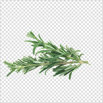Green plant, Rosemary Herb Mediterranean cuisine Spice Vegetable, Herbs transparent background PNG clipart