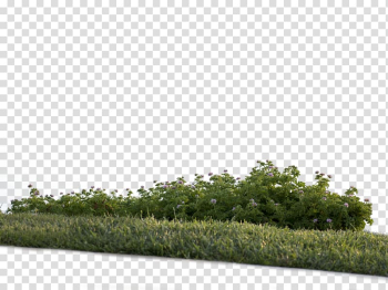 Green plant, Shrub Tree Flower Vegetation, bushes transparent background PNG clipart