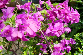 Green Plant With Pink Flowers Green Plant With Pink Flowers