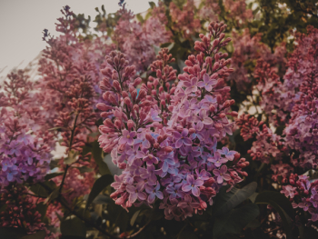 Green Plant With Pink Flowers Green Plant With Pink Flowers