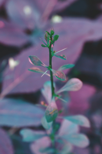 Green Plant With Purple Background Green Plant With Purple Background